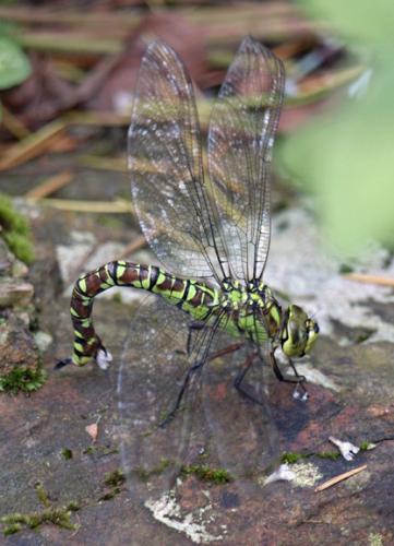 Aeshna cyanea