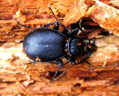 Cychrus caraboides