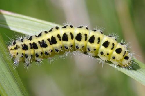 Réf. 26 855 : Zygaena sp.