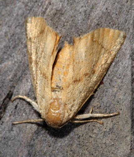 Réf. 26 814 : Apoda limacodes