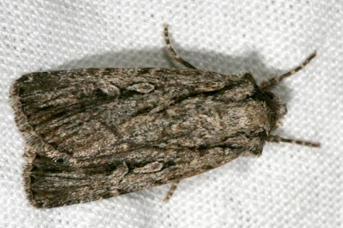 Dichagyris signifera