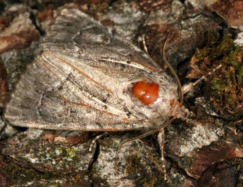 Réf. 26 842 : Thalpophila matura