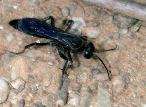 Réf. 26 899 : Anospilus orbitalis