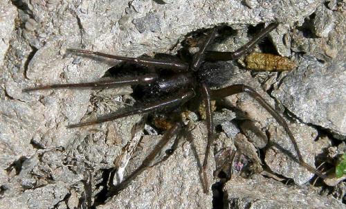 Réf. 26 797 : Segestria sp.