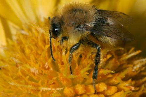 Réf. 26 925 : Bombus sp.