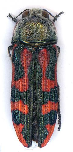 Réf. 26 495 : Dactylozodes cupricollis