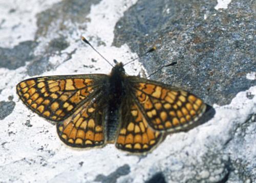 Euphydryas aurinia