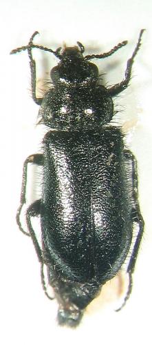 Dasytes sp.