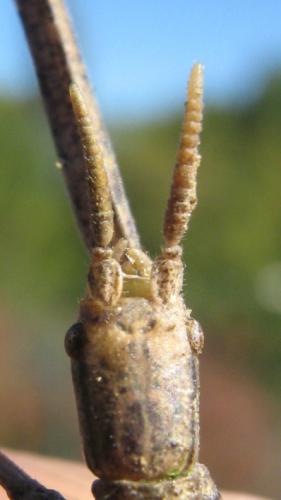 Clonopsis gallica