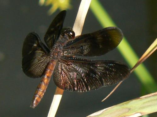 Diastatops pullata