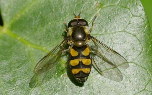 Réf. 26 029 : Didea fasciata