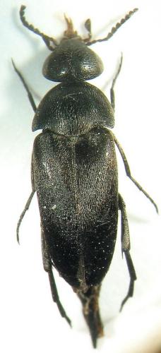 Mordella sp.