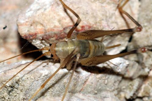 Réf. 26 917 : Dolichopoda azami