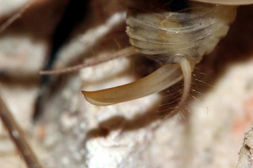 Dolichopoda azami