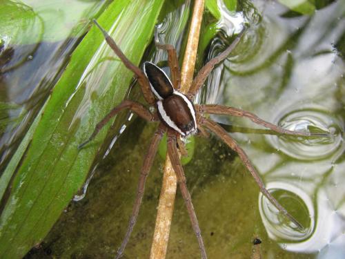 Dolomedes fimbriatus