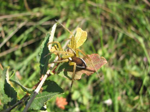 Dolomedes fimbriatus