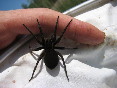 Dolomedes fimbriatus