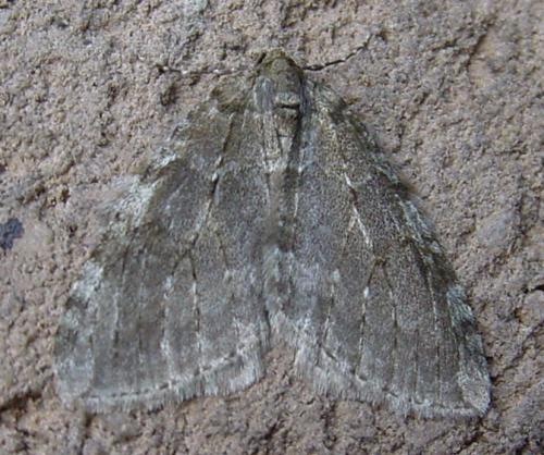 Epirrita sp.