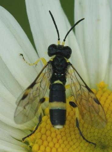 Zonuledo zonula