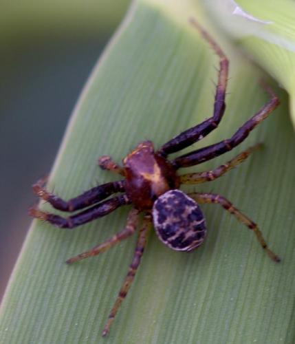 Xysticus sp.