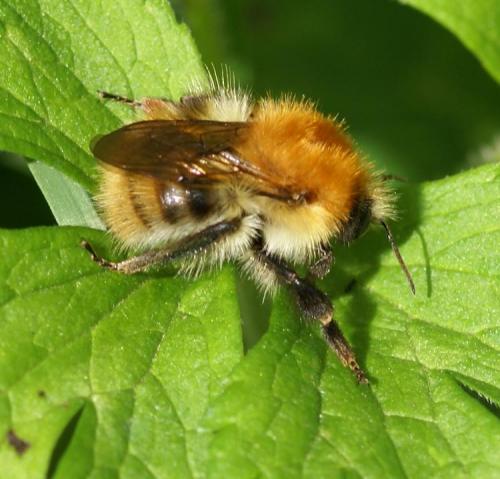 Réf. 26 138 : Bombus pascuorum