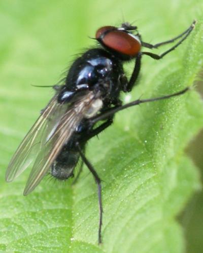 Réf. 26 421 : Hydrotaea diabolus