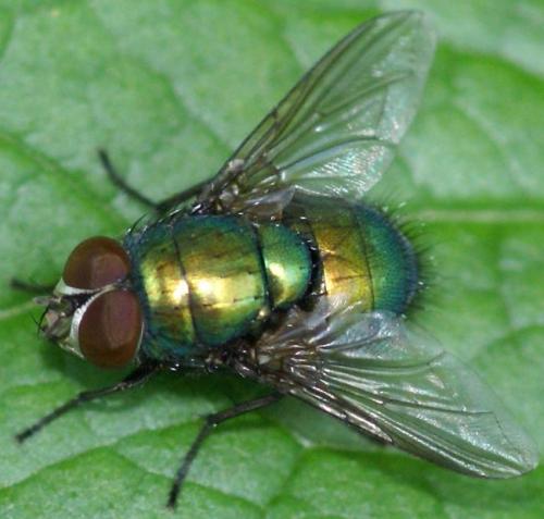 Lucilia sp.