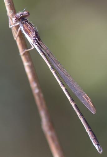 Sympecma fusca