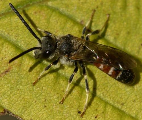 Réf. 26 115 : Lasioglossum sp.