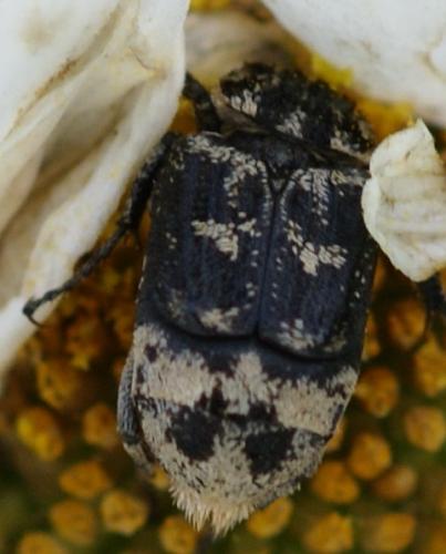 Valgus hemipterus