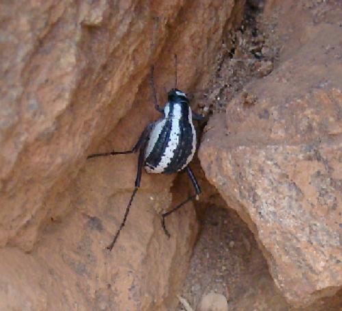 Stenocara gracilipes