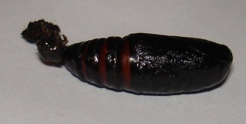 Lacanobia oleracea