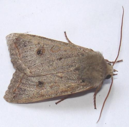 Réf. 26 140 : Agrochola lota
