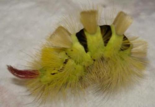 Calliteara pudibunda