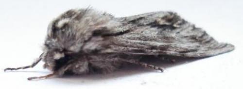 Asteroscopus sphinx