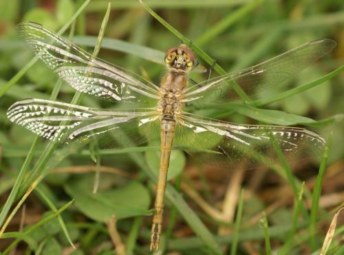 Sympetrum fonscolombii