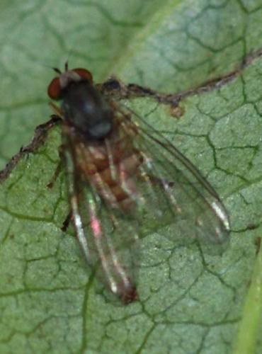 Protoclythia rufa