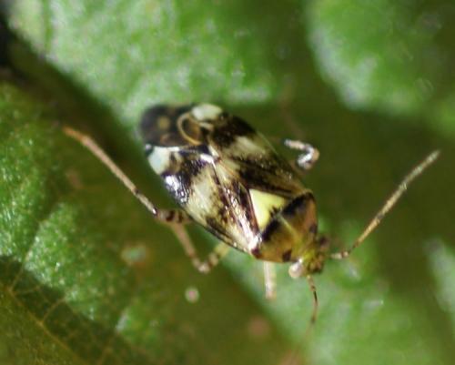 Liocoris tripustulatus