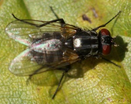 Hydrotaea dentipes