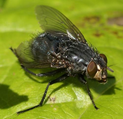 Calliphora vicina