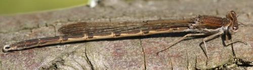 Sympecma fusca