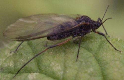 Réf. 26 259 : Tuberolachnus salignus