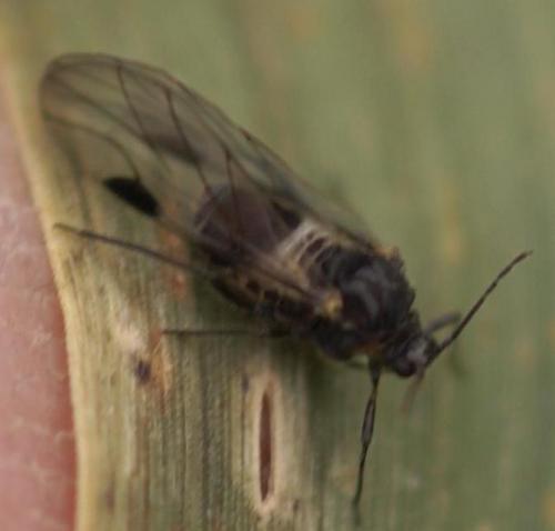 Anoecia corni