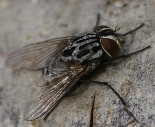 Réf. 26 260 : Graphomya maculata