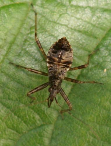 Himacerus apterus