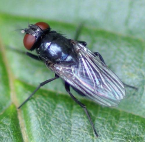 Hydrotaea sp.