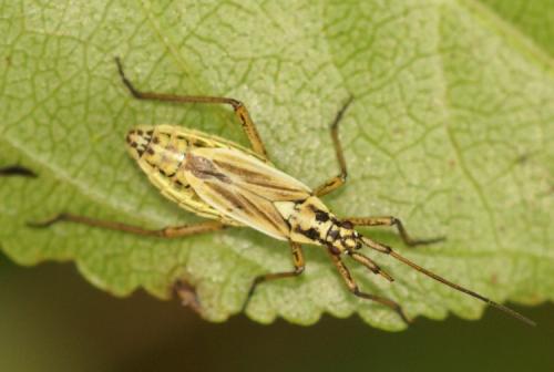 Leptopterna dolabrata