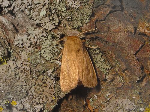 Réf. 26 973 : Orthosia cruda
