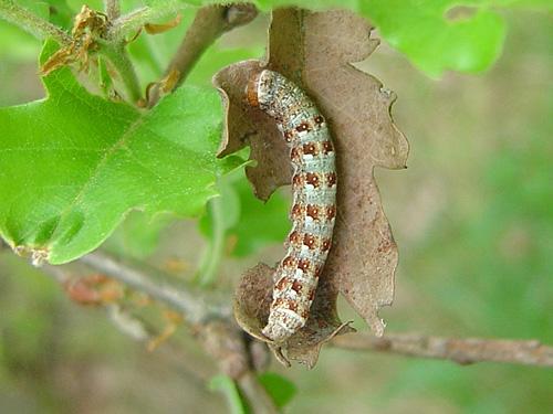 Dichonia aeruginea