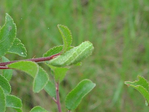 Thecla betulae